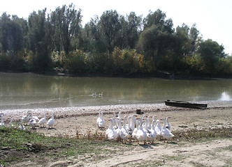 Image showing Idyllic landscape