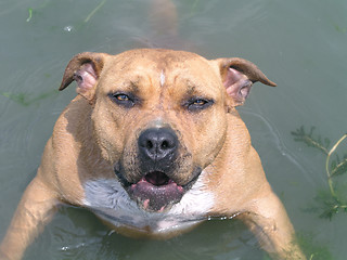 Image showing Staffordshire Bull Terrier portrait