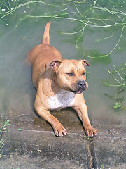 Image showing Staffordshire Bull Terrier