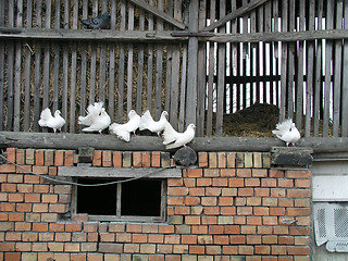 Image showing White doves in the rural