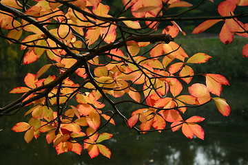 Image showing golden autumn