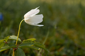 Image showing wood anemone