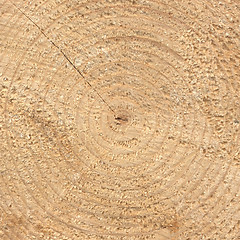 Image showing Wood rings