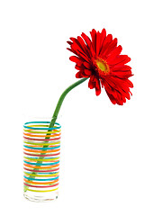 Image showing red gerbera 