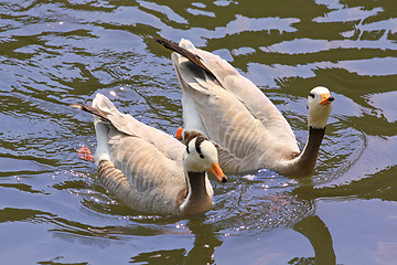 Image showing Two ducks