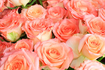 Image showing Roses