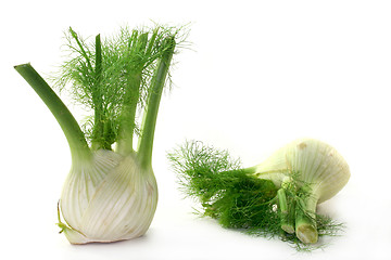 Image showing Fennel