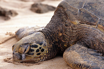 Image showing Hawaiian Turtle