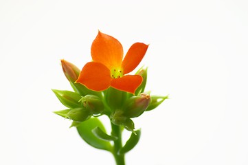 Image showing Red Kalanchoe