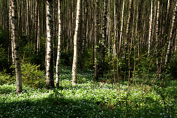 Image showing Spring Birch Forest With Windflowers