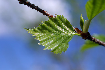 Image showing Spring Birch Tree 