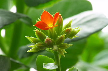 Image showing Red kalanchoe #2