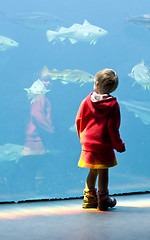 Image showing Child at aquarium