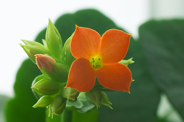 Image showing Red Kalanchoe #4