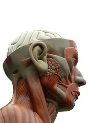 Image showing human head - muscle