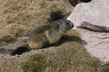 Image showing Marmot