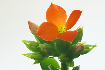 Image showing Red Kalanchoe #5