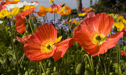 Image showing Flowers