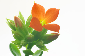 Image showing Red Kalanchoe #6