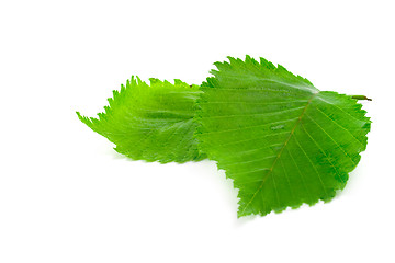 Image showing green wet leaves