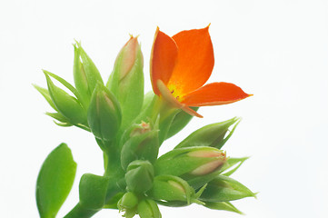 Image showing Red Kalanchoe #7