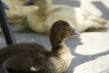 Image showing brown duckling