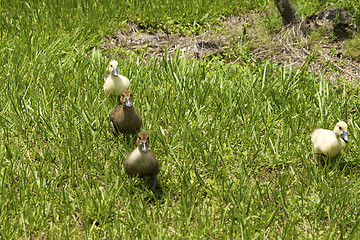 Image showing four little ducklings