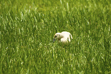 Image showing lone duckling