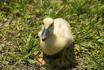 Image showing one duckling