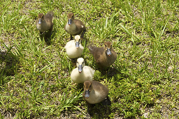 Image showing six ducklings