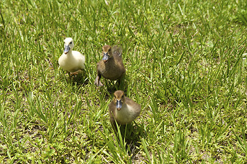 Image showing three ducklings