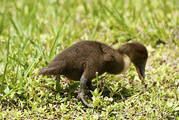 Image showing ugly duckling