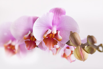 Image showing Pink Orchid