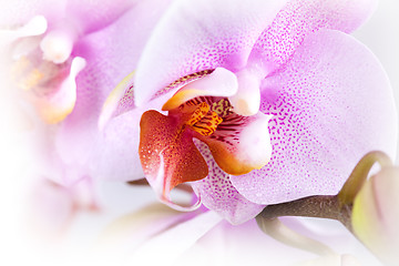 Image showing Pink Orchid