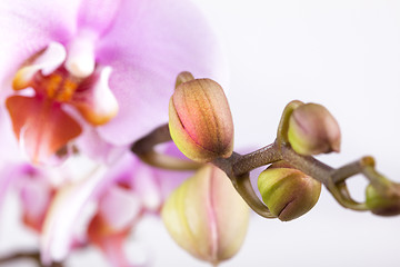 Image showing Pink Orchid