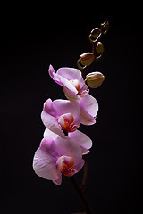 Image showing Pink Orchid