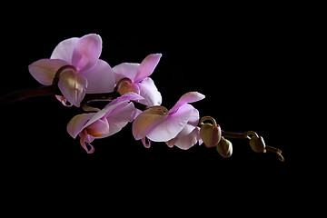 Image showing Pink Orchid