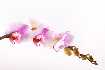 Image showing Pink Orchid