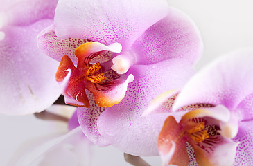 Image showing Pink Orchid