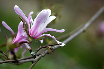 Image showing Magnolia Blossoms