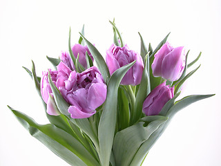 Image showing tulips