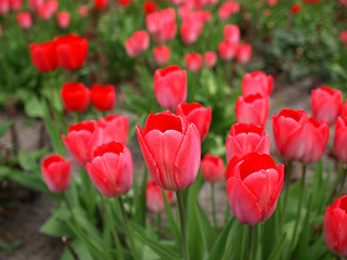 Image showing Tulips