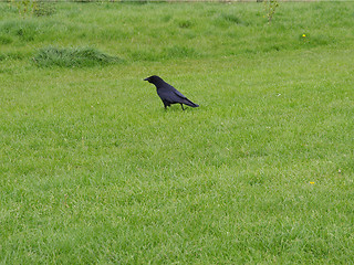 Image showing Black crow