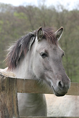 Image showing tarpan at a fence