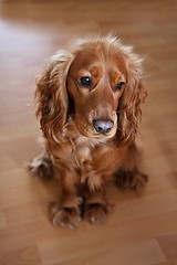 Image showing English Cocker Spaniel Baby Dog