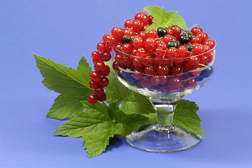 Image showing Currants