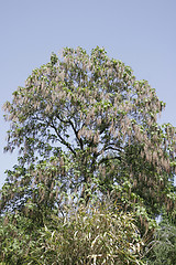 Image showing Treetop