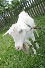 Image showing White nanny goat