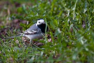 Image showing white wagtail