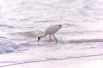 Image showing american ibis feeding